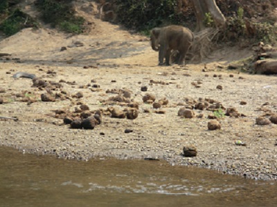 MaeTang Elephant Dung Collection Center