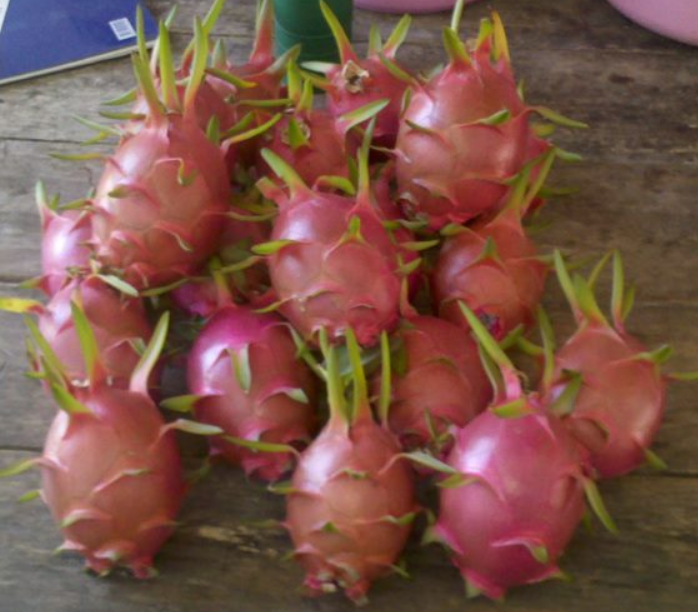 Dragon Fruit